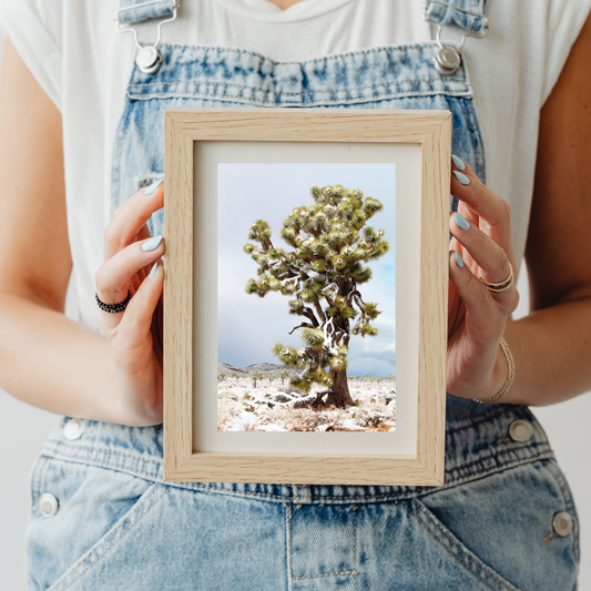 Look Up - Joshua Tree Photograph