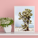 Look Up - Joshua Tree Photograph