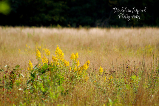 Fields of Gold