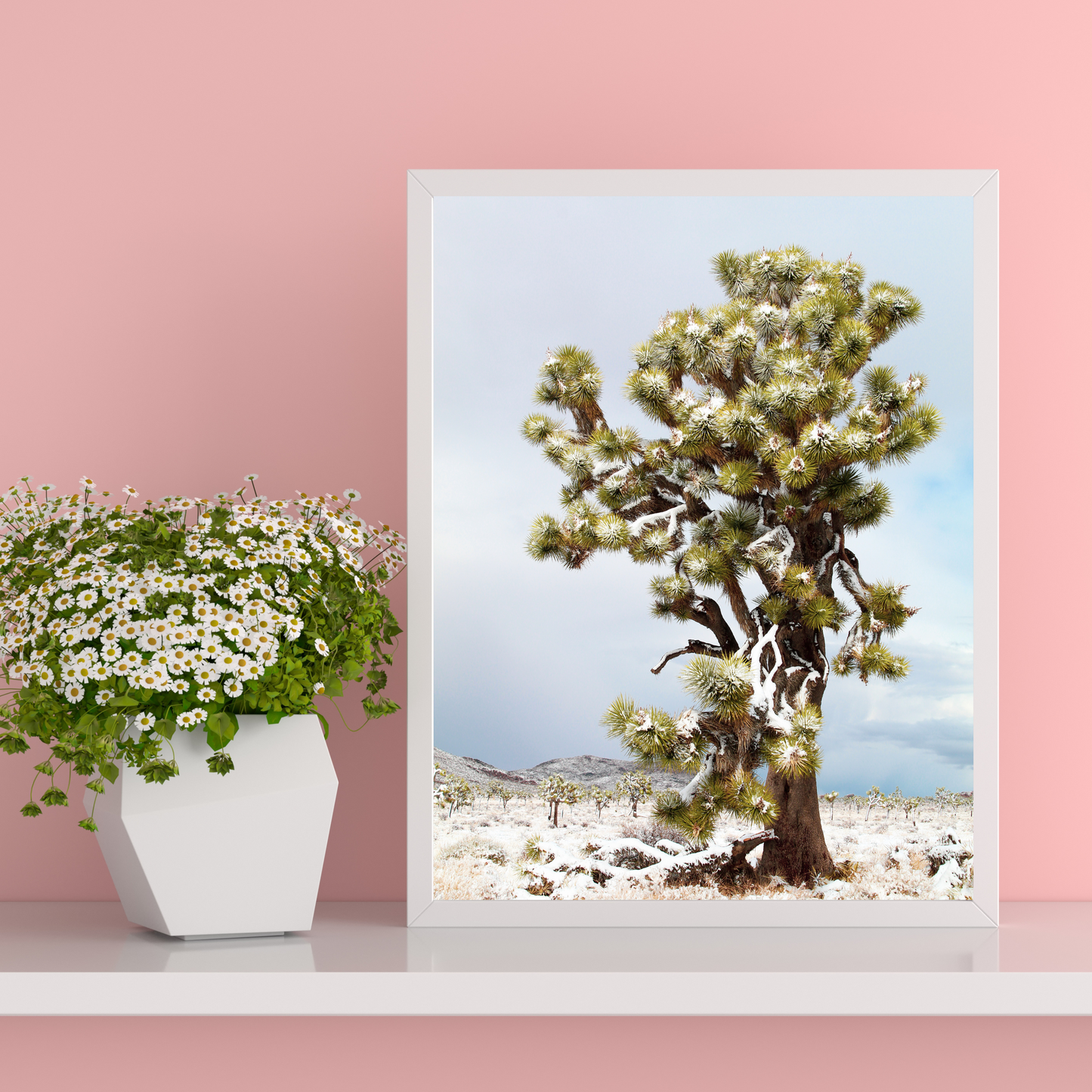 Look Up - Joshua Tree Photograph