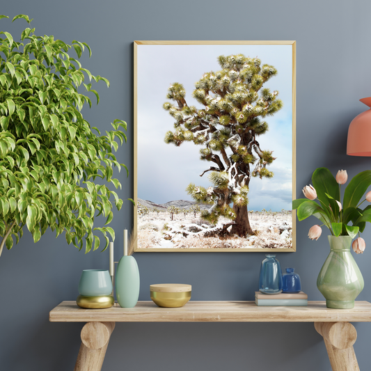 Look Up - Joshua Tree Photograph